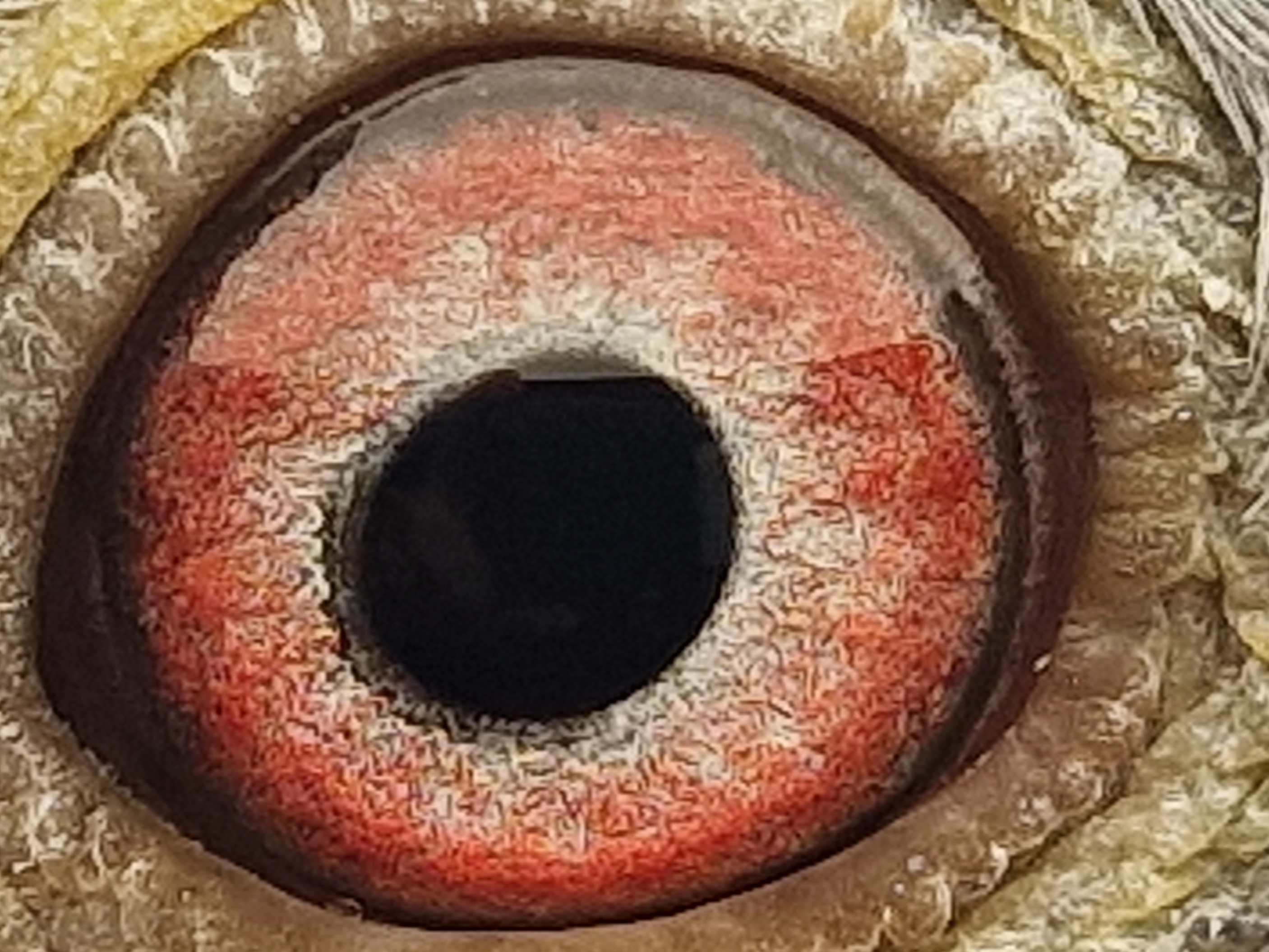 Pigeon eye
